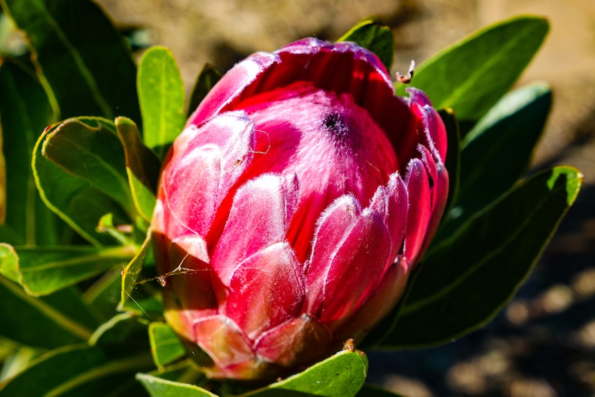 A pink protea flower