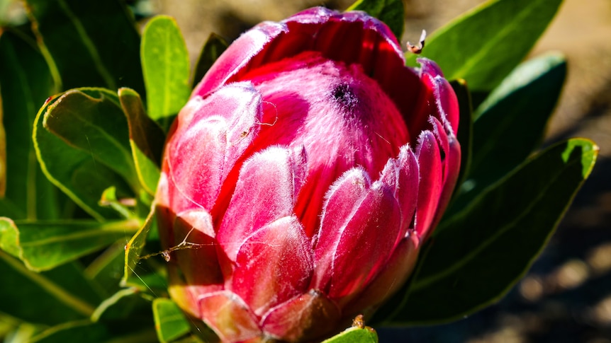 A pink protea flower