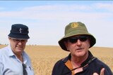 Mallee crops look spectacular this year