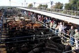 Cattle auction at Strathalbyn