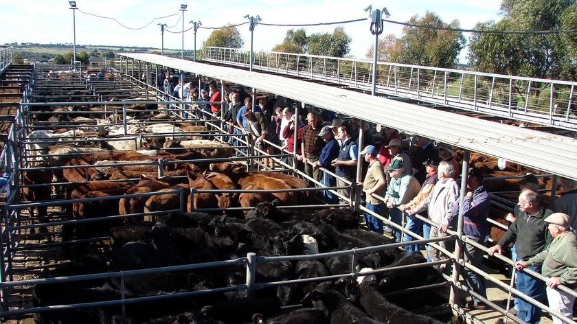 Cattle auction at Strathalbyn