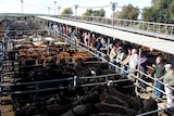 Cattle auction at Strathalbyn