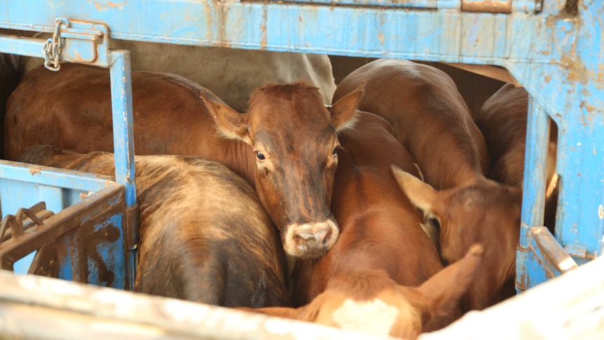 Close up on cattle being loaded at the Broome Port, WA.