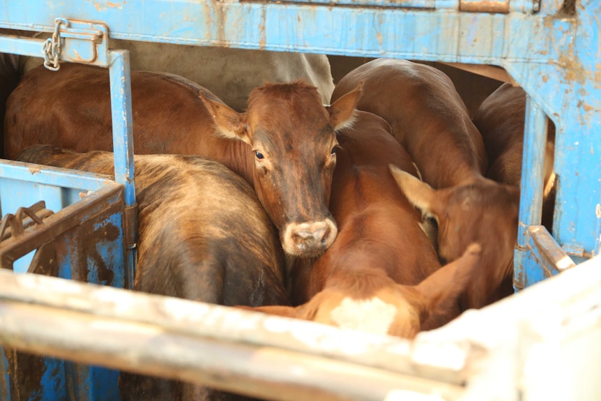 Close up on cattle being loaded at the Broome Port, WA.