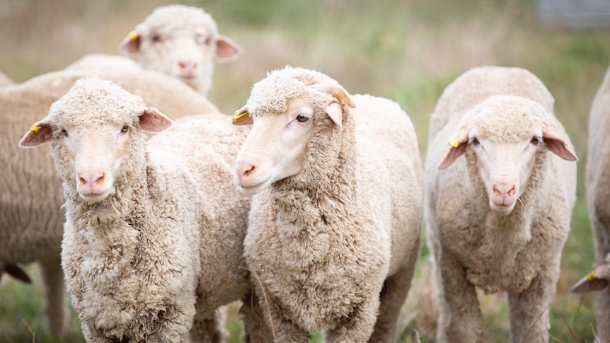 Four sheep look out from paddock