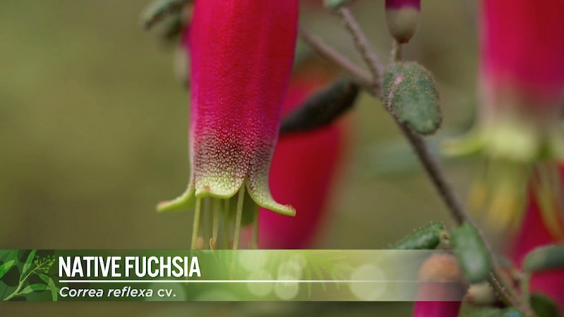 Native Fuchsia Image