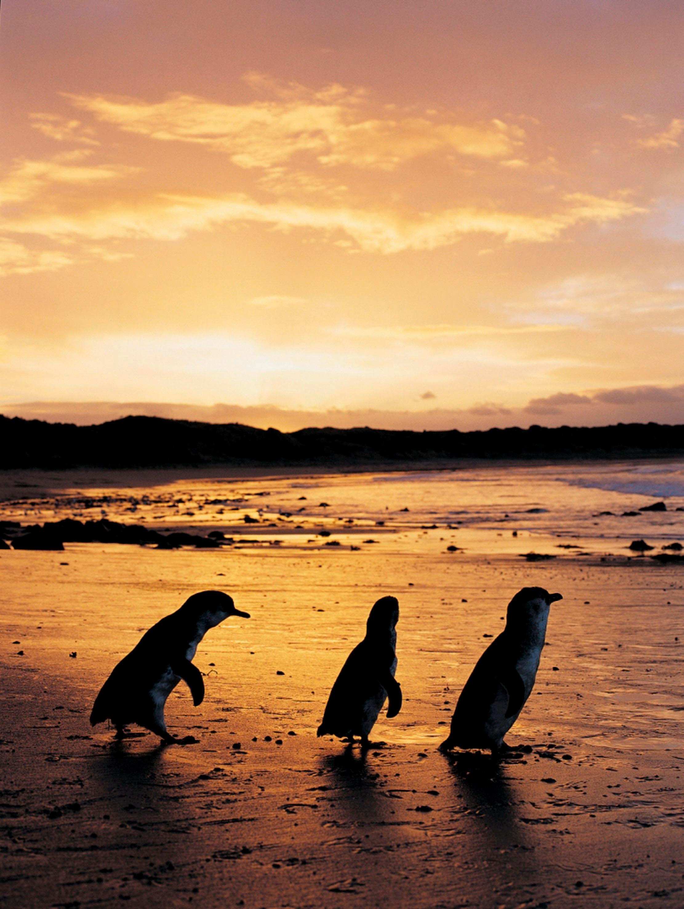 Just like Phillip Island's little penguins, we can get up and keep