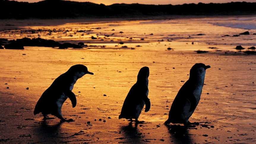 Fairy penguins at Phillip Island.