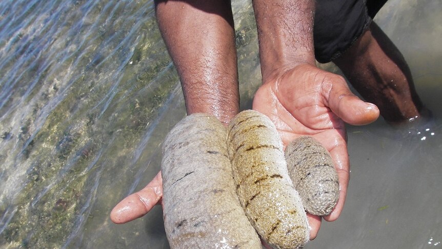 Hands holding sea cucumbers