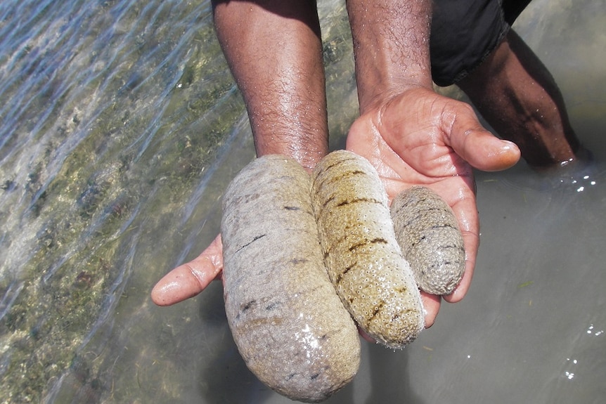 Tangan manusia memegang hewan laut