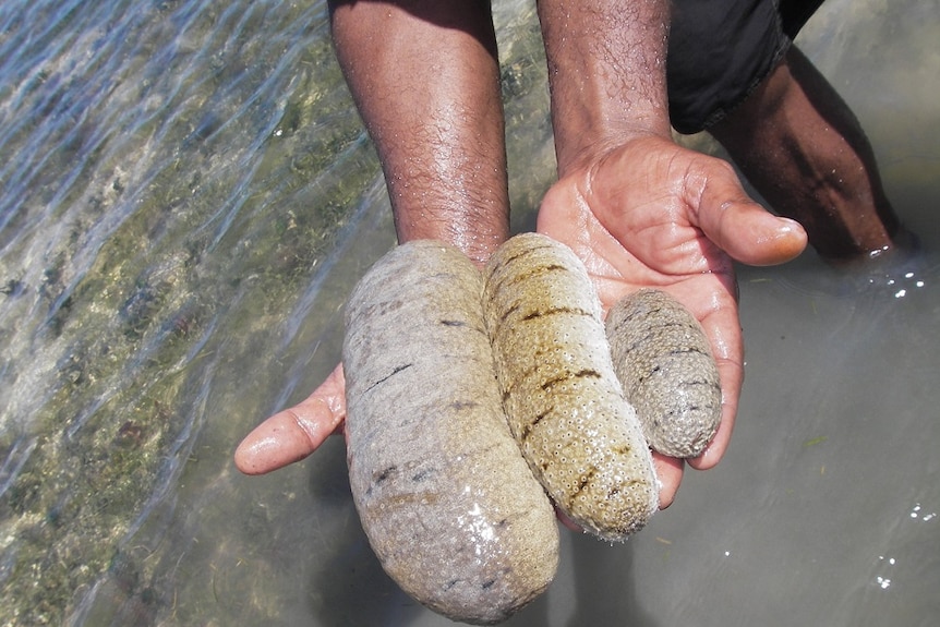 Hands holding sea cucumbers