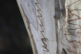 Scribbly gum tree in the Australian National Botanical Gardens