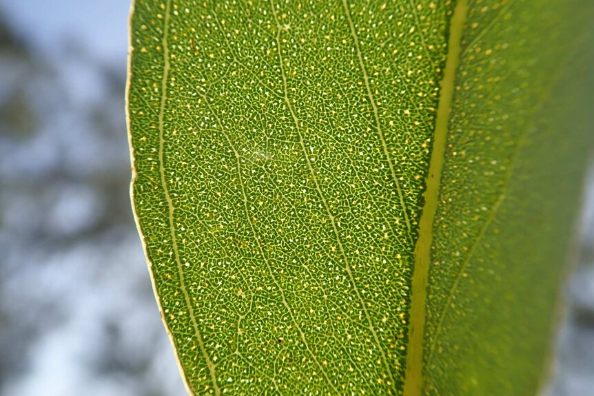 Close up of eucalyptus leaf showing the oil glands.