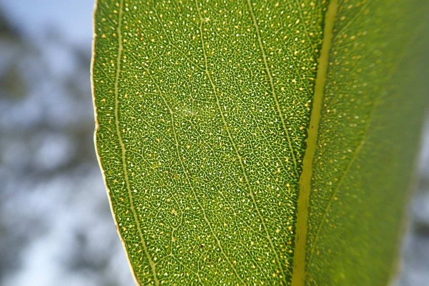 Close up of eucalyptus leaf showing the oil glands.