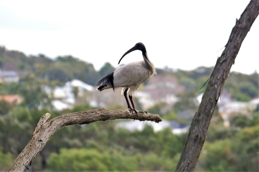 A medium-sized white bird with black tail feathers, a black head, and a long, black, curved beak stands on the branch of a tree.