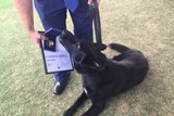 A dog sits with his award.