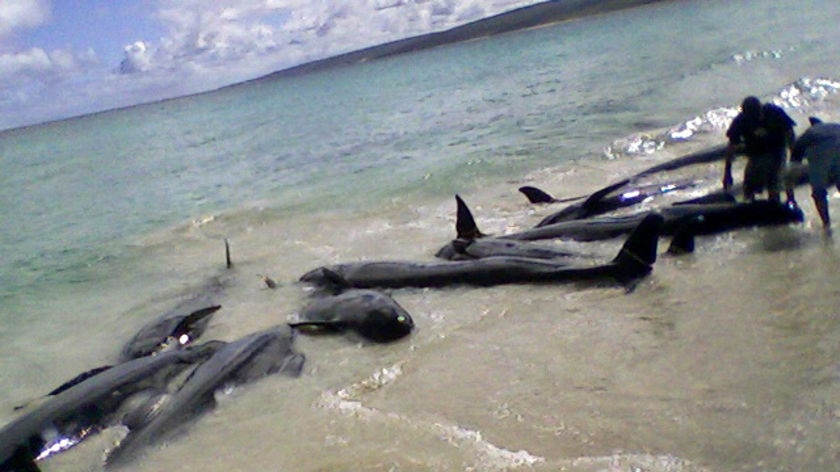 Whales beached at Hamelin Bay, 23-03-2009