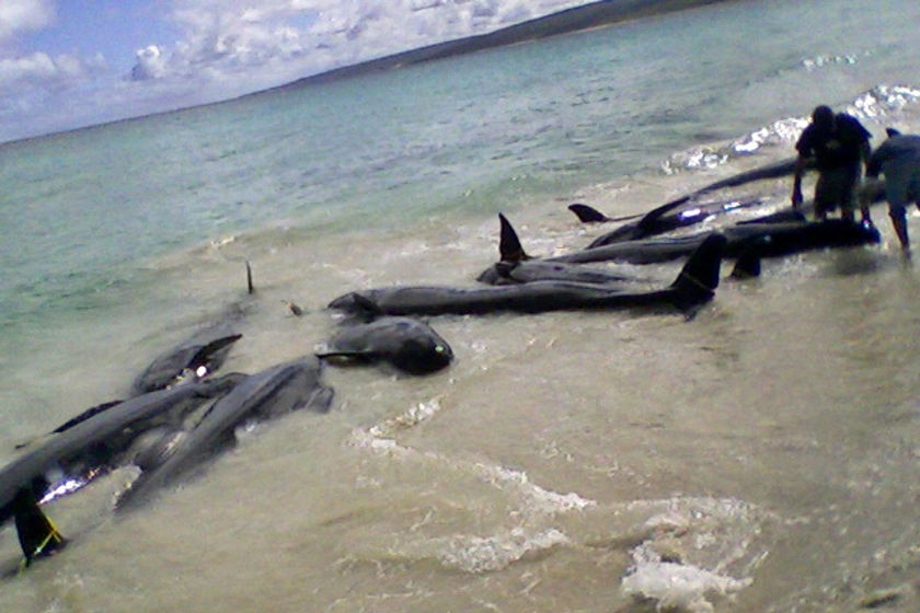 Whales beached at Hamelin Bay, 23-03-2009