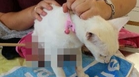 Bella the cat, shot with an arrow