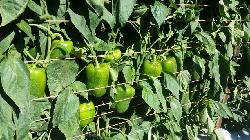 Green capsicums hang on a tree about a week before harvest time