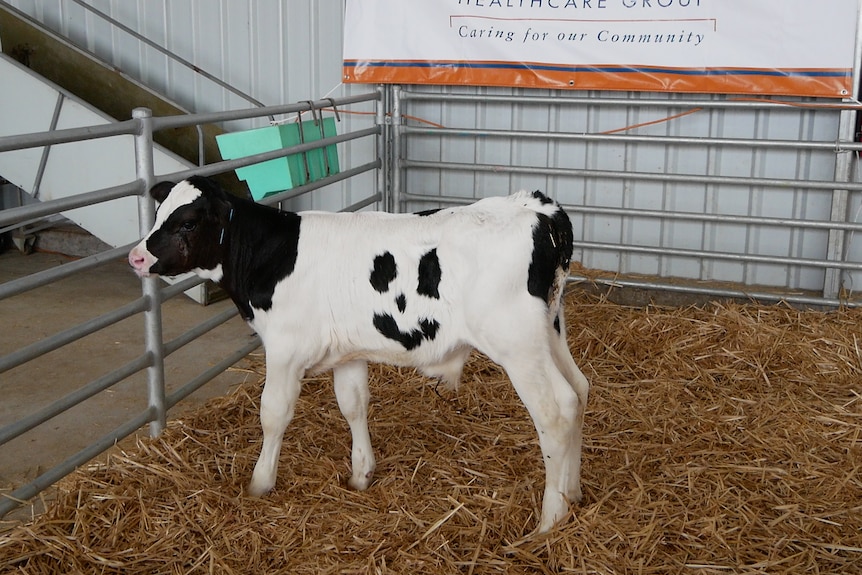 A calf with markings on his coat that resemble a smiley face stands in a pen.