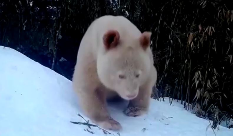 Movements of rare albino giant panda spotted in Chinese nature reserve