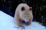 an all-white giant panda treks through the snow