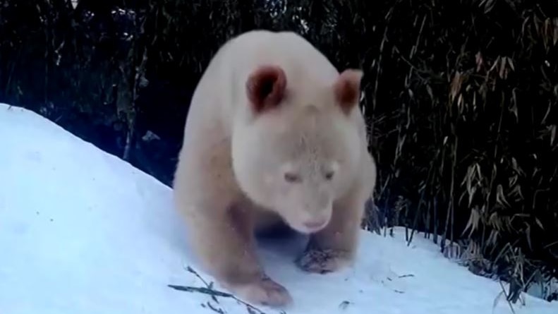an all-white giant panda treks through the snow