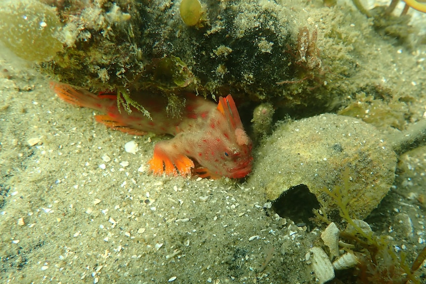 A red handfish sits on sand next to a burrow.