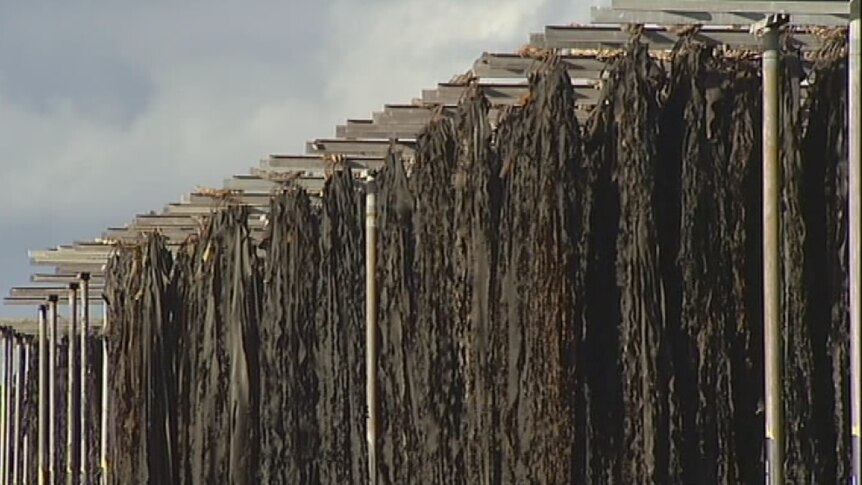 The King Island kelp business is cutting costs in a bid to stay viable.
