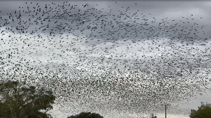 bats flying at dusk