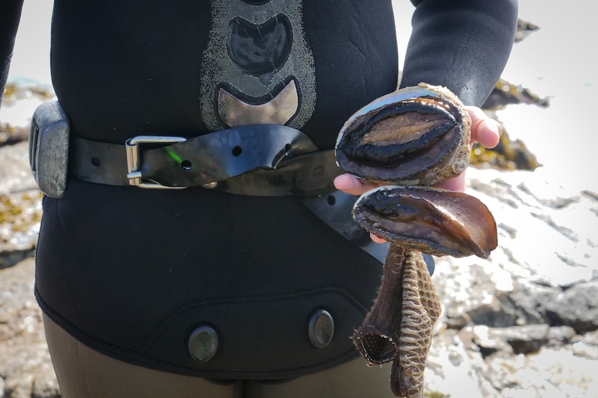 Shot of two abalone in the hand of a diver in wetsuit and weight belt.