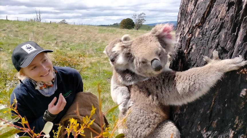 A female researcher holds a blanket behind a koala with joey.