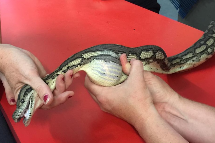 Snake eats tennis ball in Townsville
