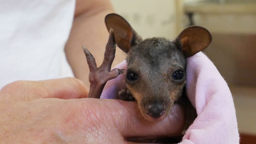 A kangaroo joey being held by a vet nurse.