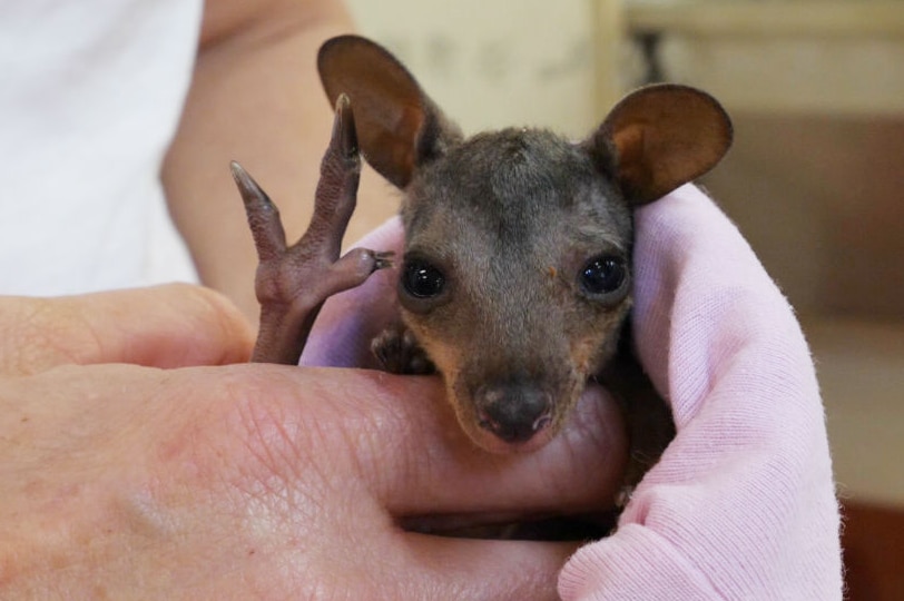 A kangaroo joey being held by a vet nurse.