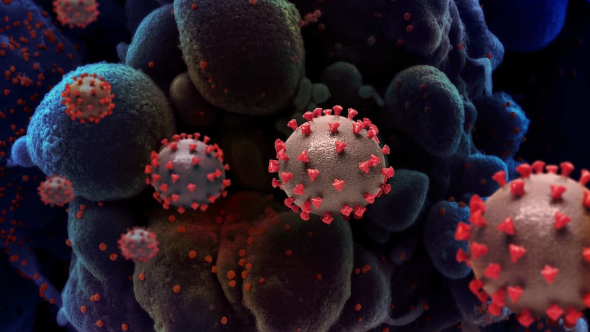 Artist rendition of a coronavirus