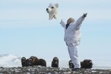A man throws off his polar bear costume as musk oxen watch in the snowy Arctic.