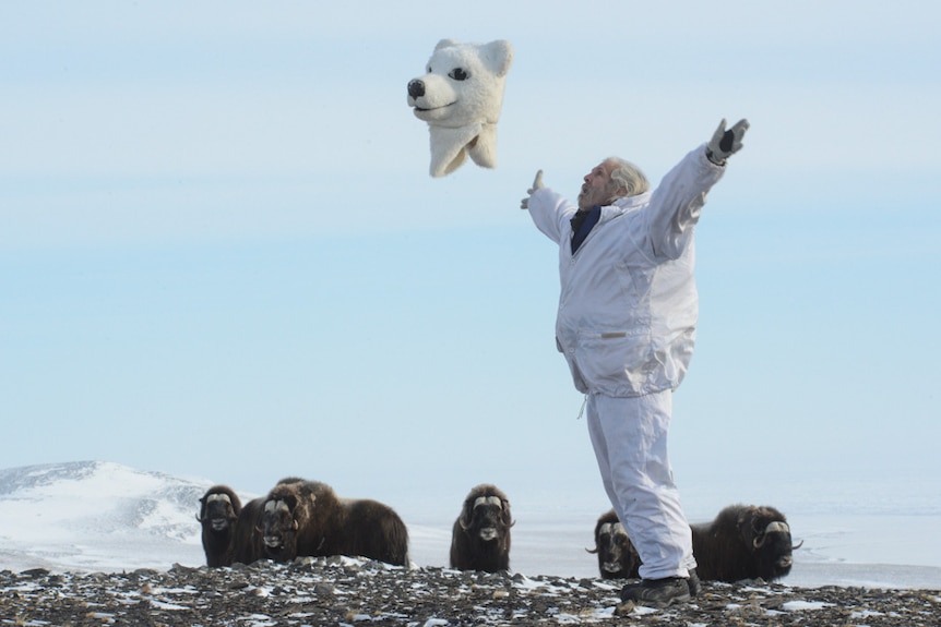 A man throws off his polar bear costume as musk oxen watch in the snowy Arctic.