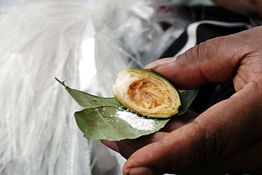 Yapese chief prepares a chew of betel nut with pepper leaf and lime in Yap