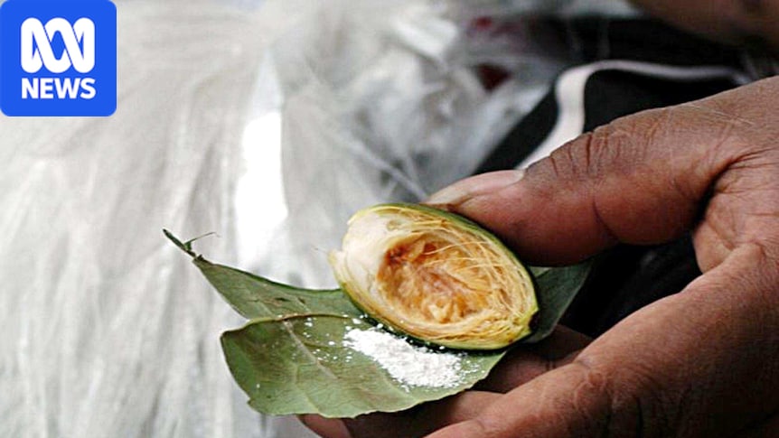 tobacco betel nut Live: Despite risks, betel quid