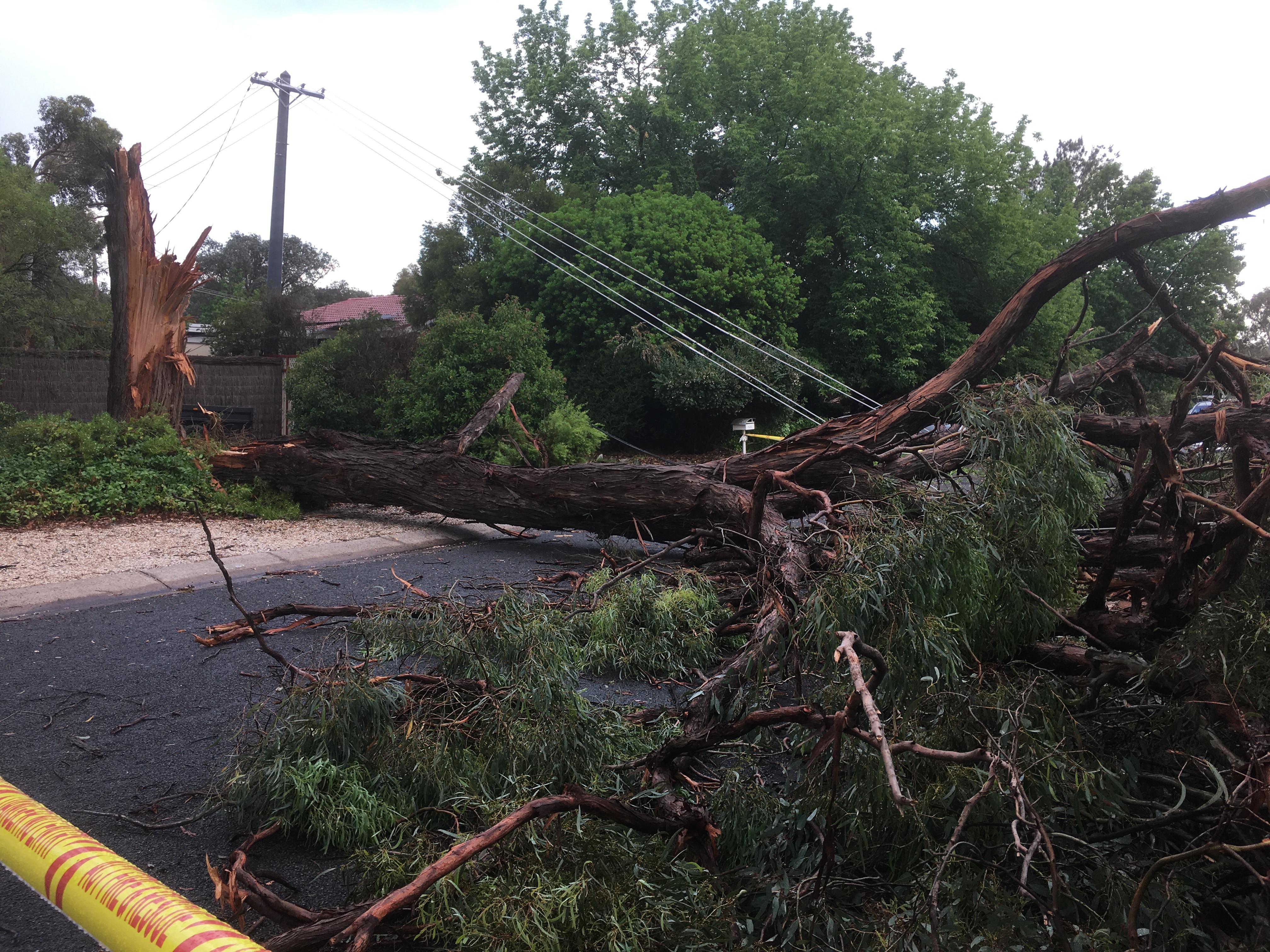 A power line that has been damaged by a fallen gum tree.