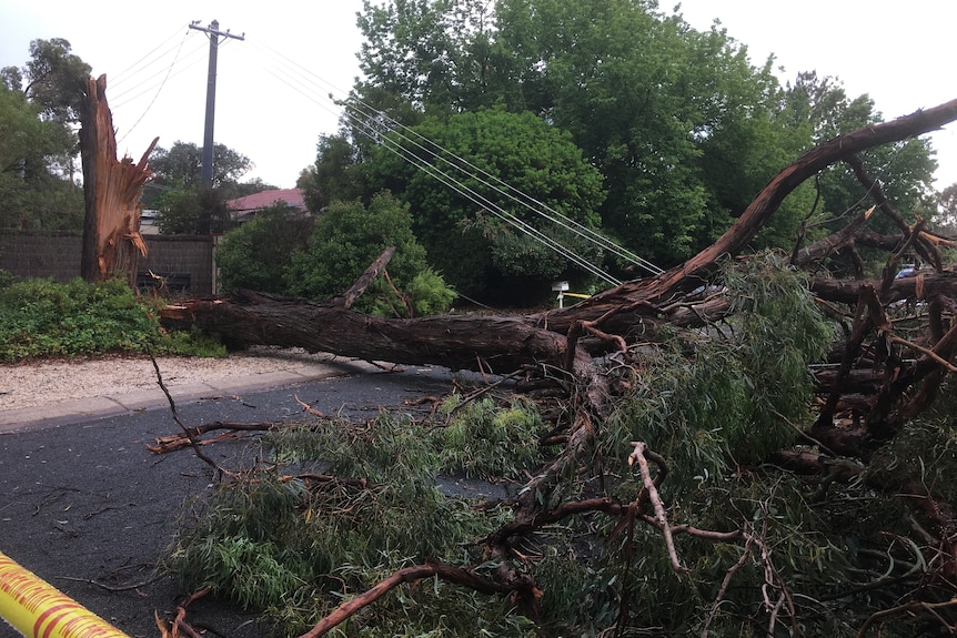 A power line that has been damaged by a fallen gum tree.