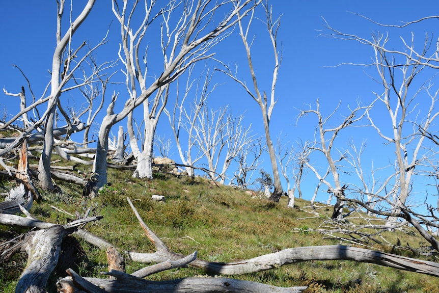 Fire damage to snow gums
