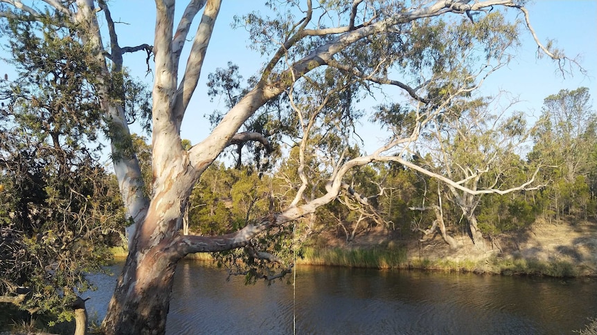 Large gum tree with a rope swing on the banks of a swimming hole near Dimboola