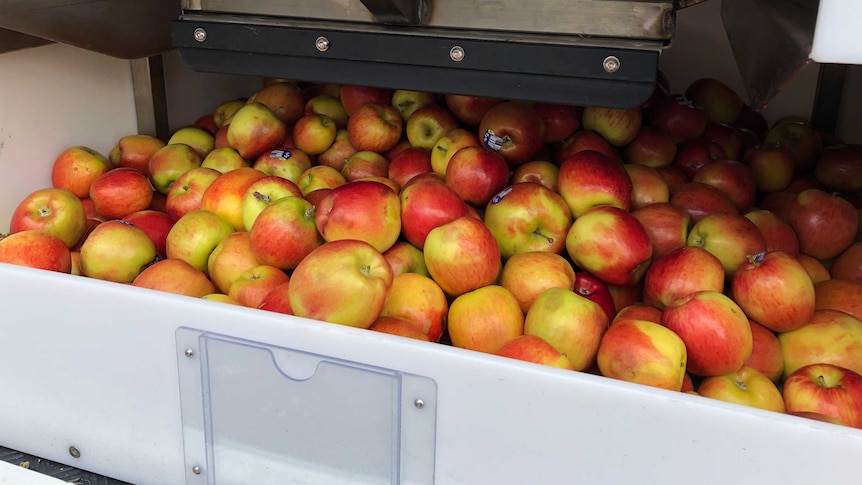 Picture of red apples in a collection bin at a Foodbank market in Morwell.
