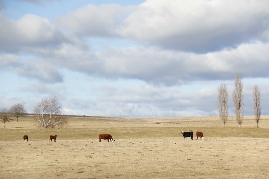 Cows grazing in a field.