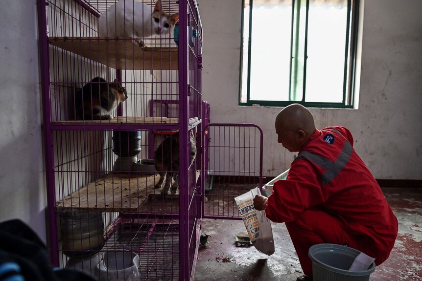 A man bends down to pour food into bowls while cats sit in front of him in cages 