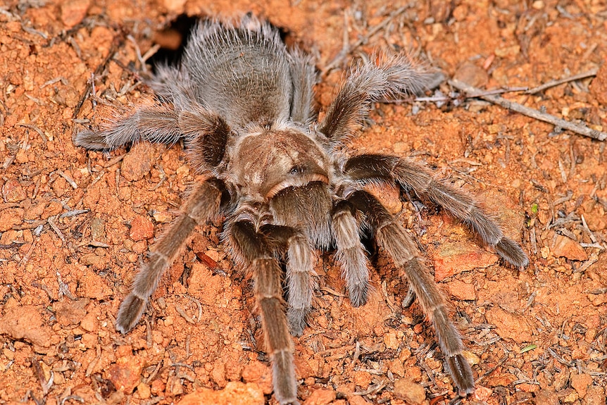 Female Aphonopelma johnnycashi spider