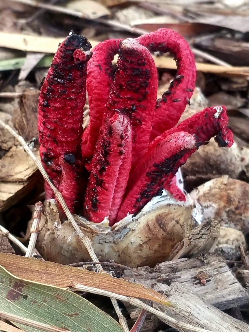 A red stinkhorn fungi emerging from an egg sac on the ground.